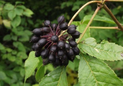 Sophora Japonica экстракт доступен Спецификация: кверцетин дигидрат 95% ВЭЖХ (порошок/гранулированный), рутин NF11/ DAB10
