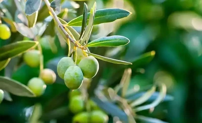 Ботанический экстракт