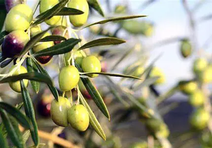Экстракт оливковых листьев