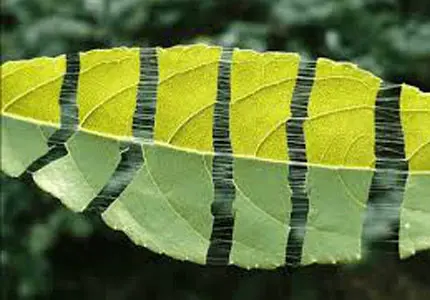 Экстракт листьев эвкоммии