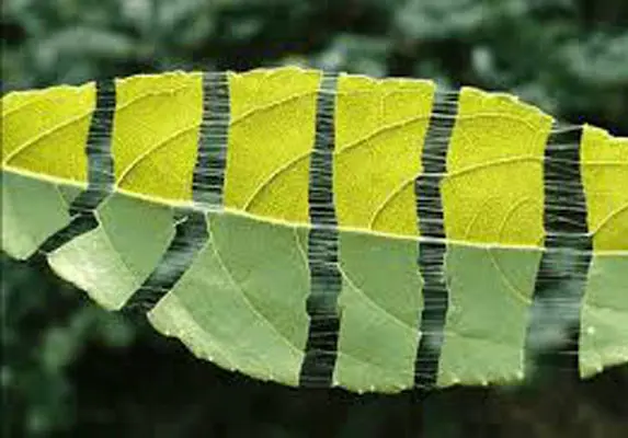 Экстракт листьев эвкоммии