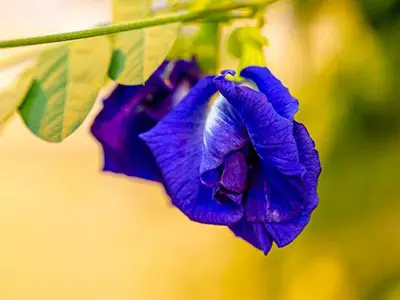 Важная веха в пищевой промышленности-Fda утверждает натуральный синий пищевой краситель из цветка гороха бабочки.