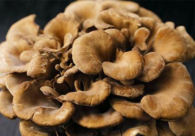 Разблокировка силы экстракта гриба майтаке: преимущества, обработка и клинические исследования
