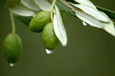 Что вы не знали о экстракт оливковых листьев