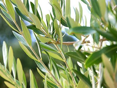 Экстракт оливковых листьев-преимущества для лучшего здоровья и кожи