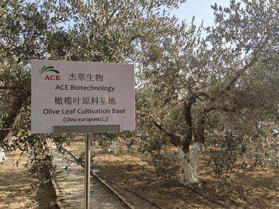 Как оливковое дерево начал культивировать в Китае?