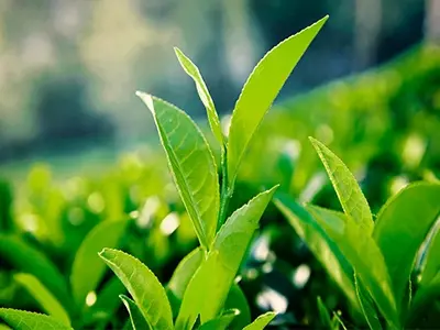 Экстракт зеленого чая может уменьшить жир в крови?