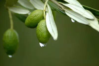 Экстракт оливковых листьев помогает предотвратить сердечно-сосудистые заболевания и гипертонию